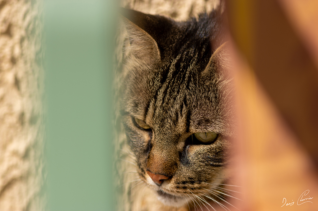 Ventus, chat européen tigré