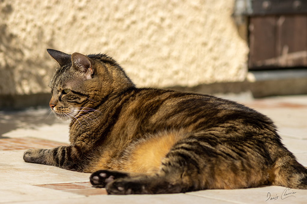 Ventus, chat européen tigré