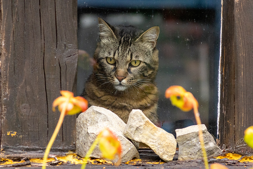 Ventus, chat européen tigré