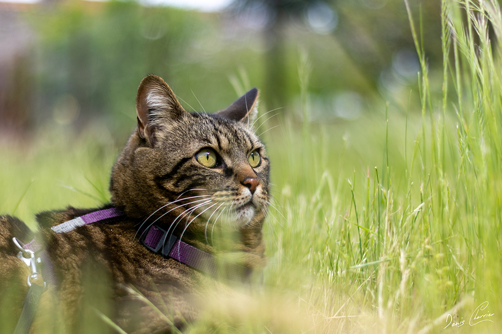 Ventus, chat européen tigré