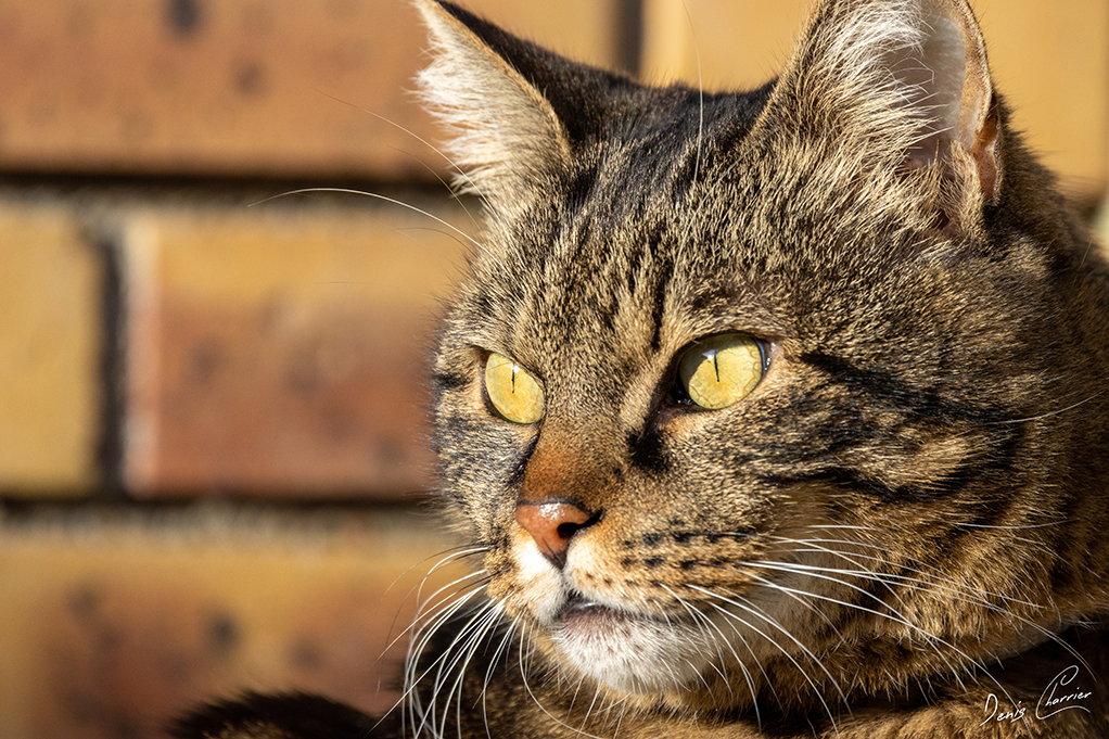 Ventus, chat européen tigré