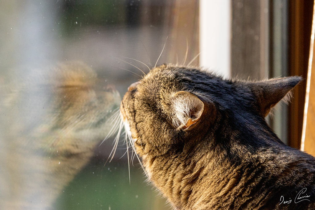 Ventus, chat européen tigré