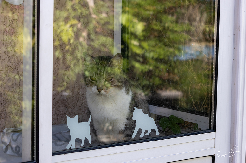 Chat Tabby derrière une fenêtre