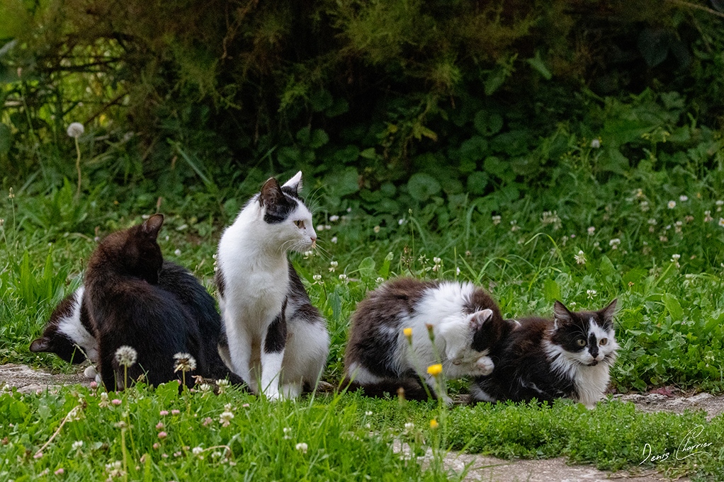 Lucky, chatte noir et blanche, allaitant ces 4 petits
