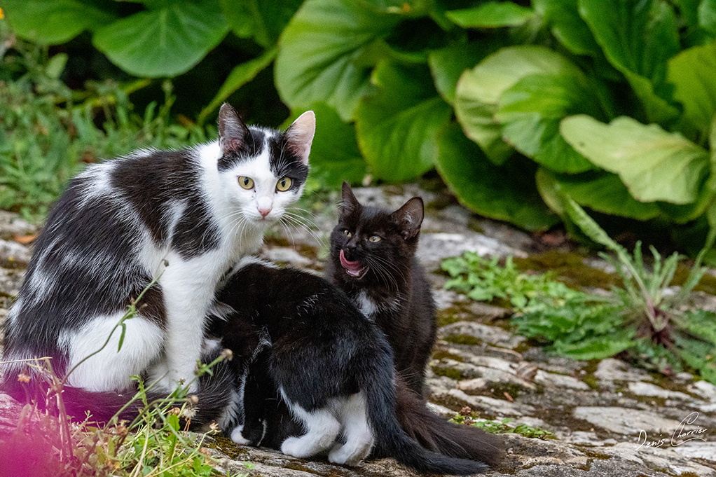 Lucky, chatte noir et blanche, et ces 4 petits