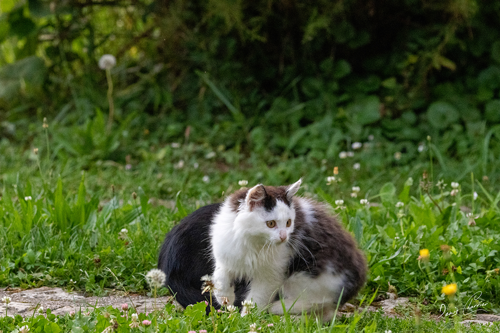 Rondoudou, chaton noir et blanc
