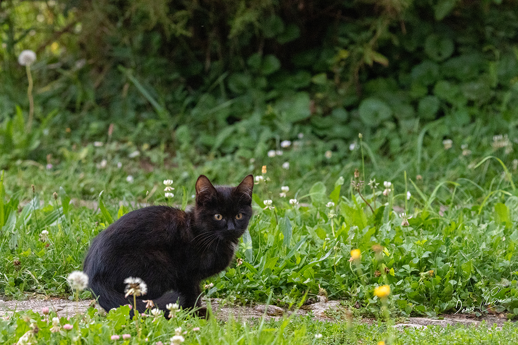 Noirod, chaton noir