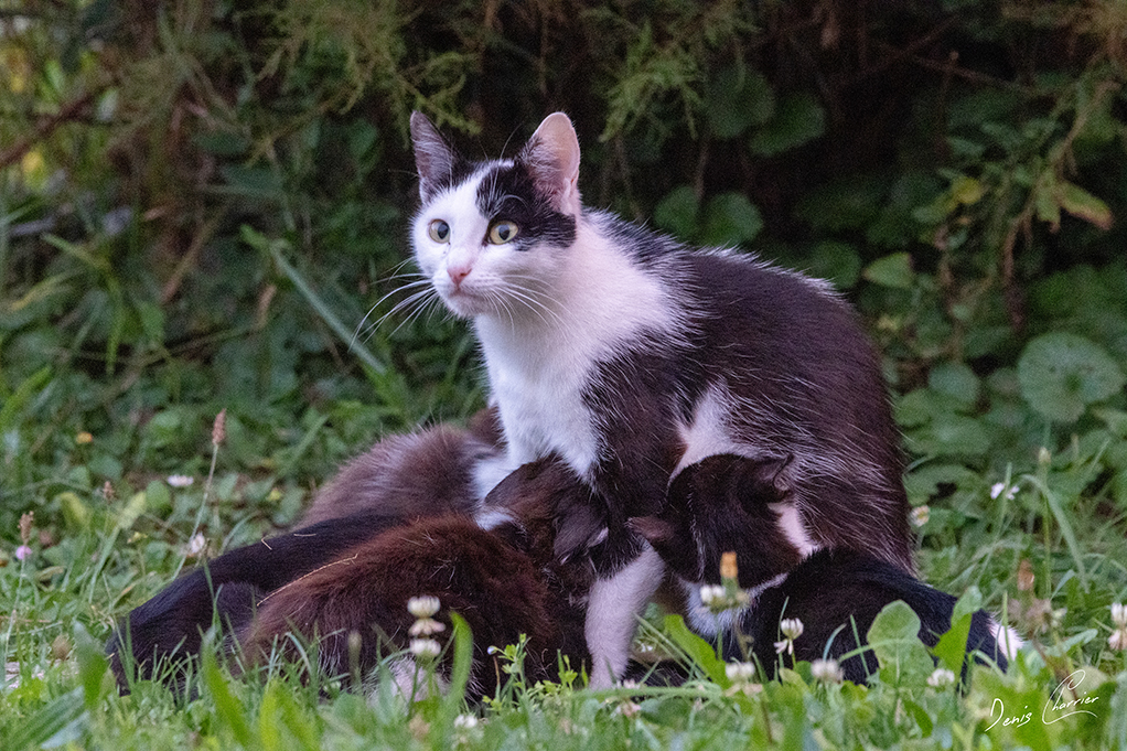 Lucky, chatte noir et blanche, allaitant ces 4 petits