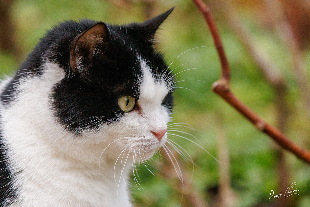 Moumoune, chatte noir et blanche