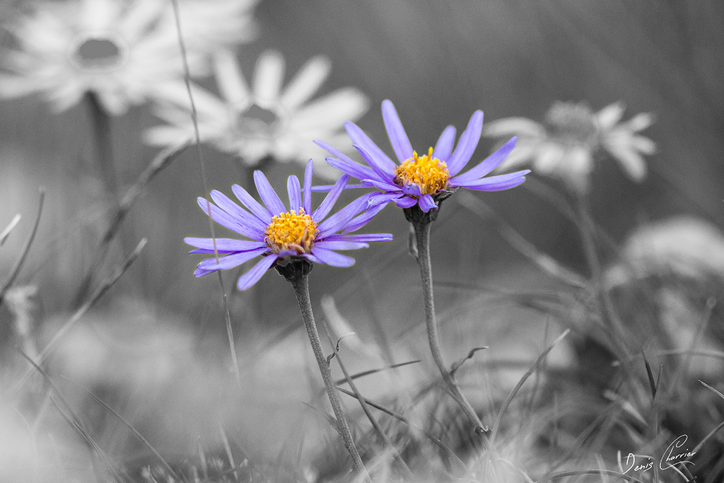 Aster des Alpes violette