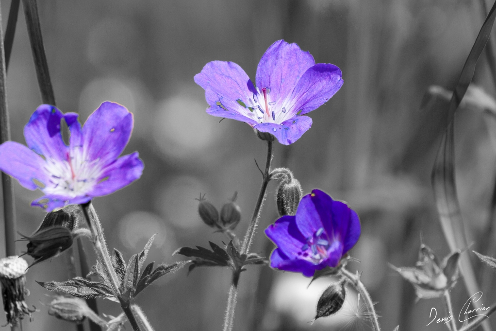 Fleur de géranium sanguin violette