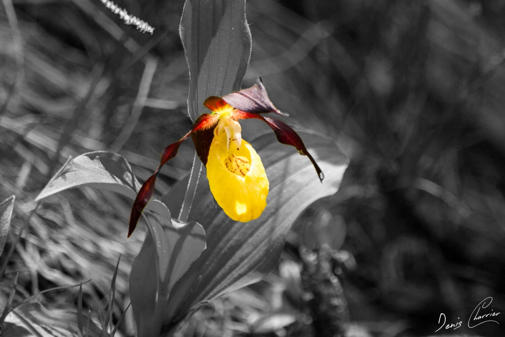 Fleur de sabot de venus jaune