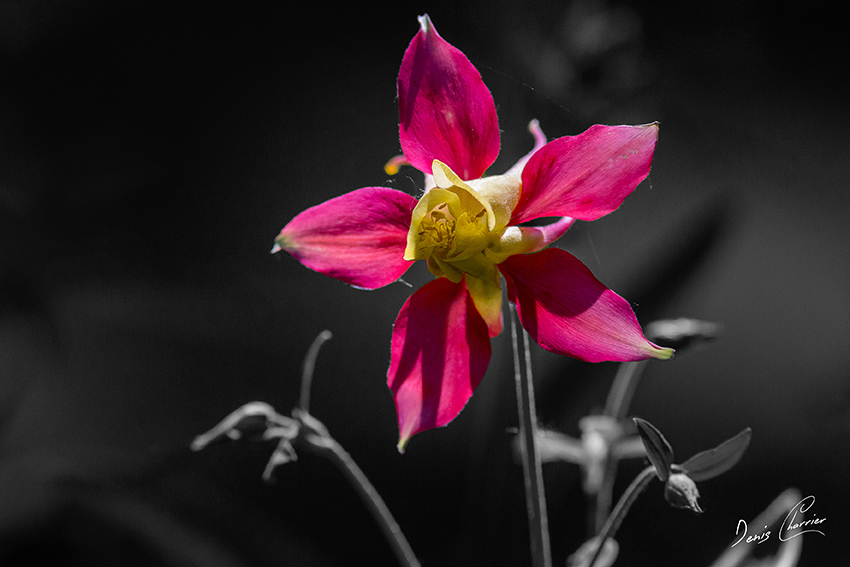 Fleur d'ancolie rose avec le cœur jaune