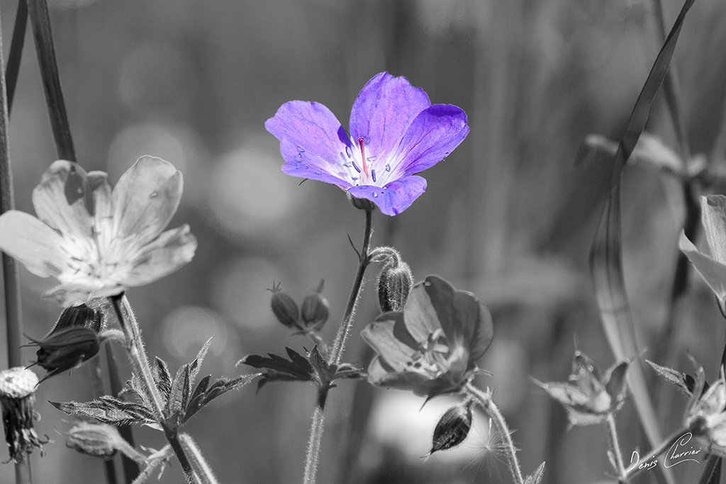 Fleur de géranium sanguin violette