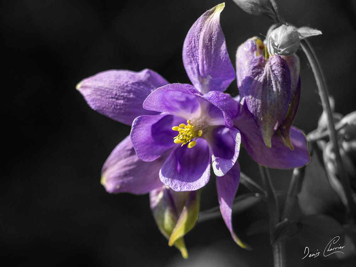 Fleur d'ancolie violette