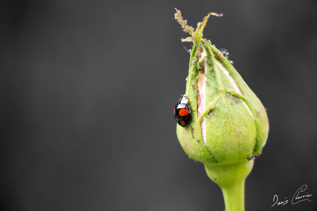 Bouton de rose fermé de couleur verte avec une coccinelle rouge