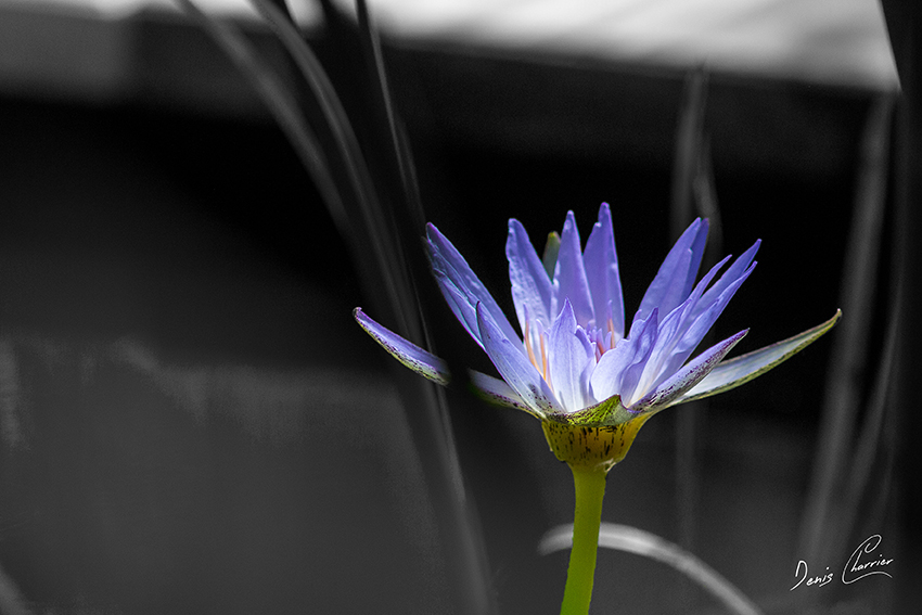 Fleur de nénuphar du Nil bleu