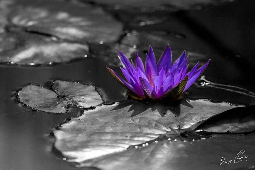 Fleur de nénuphar violette