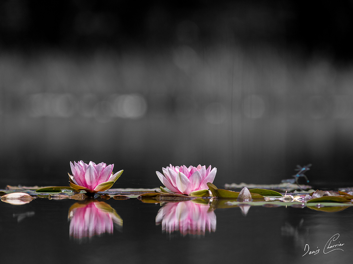 Fleurs de nénuphar rose sur un étang