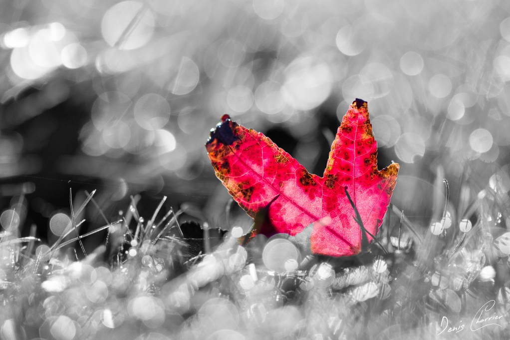 Feuille de liquidambar rouge posée sur une pelouse