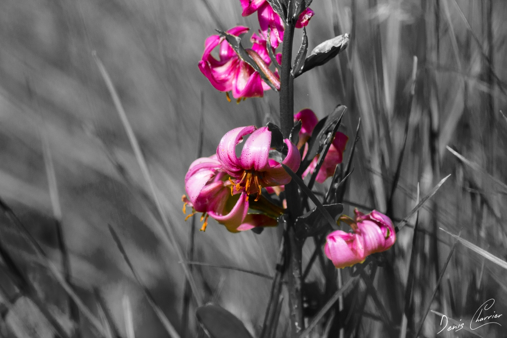 Fleur de lys martagon violette