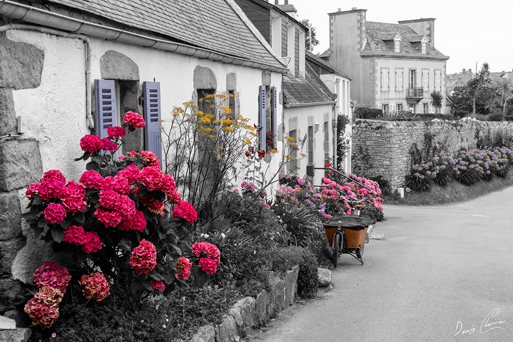Maison au volets bleus et hortensias rouges de l'ile de Batz, Bretagne