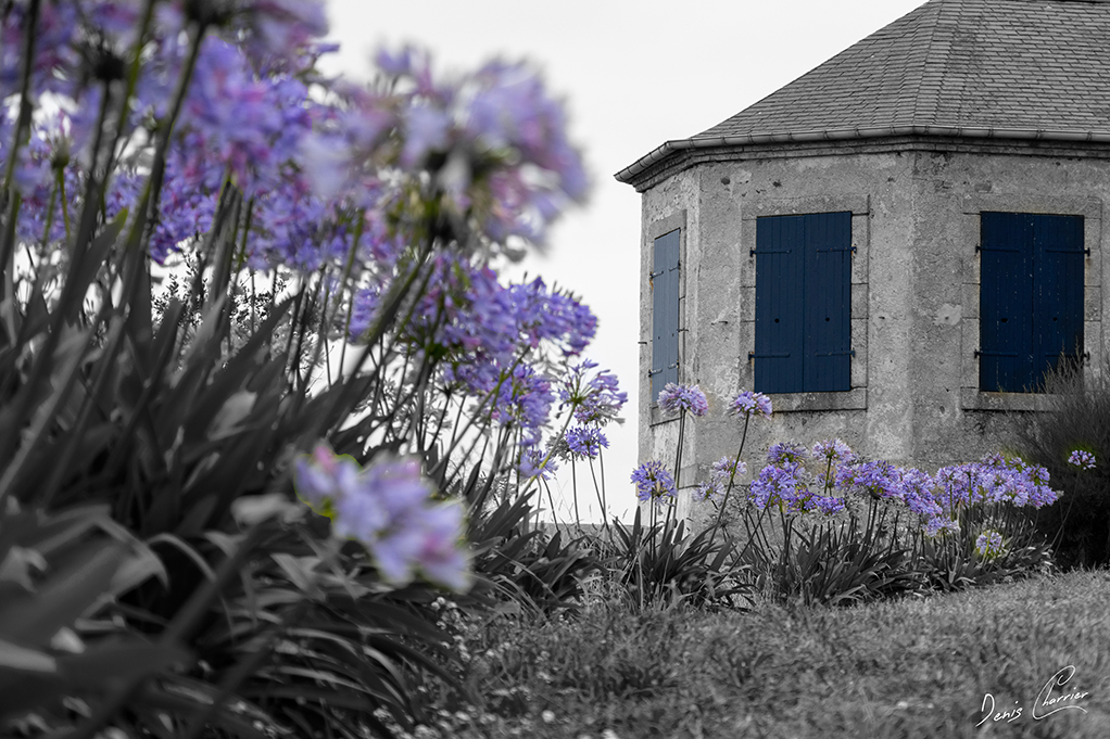 Chapelle aux volets bleus et agapanthes violettes de l'ile de Batz, Bretagne