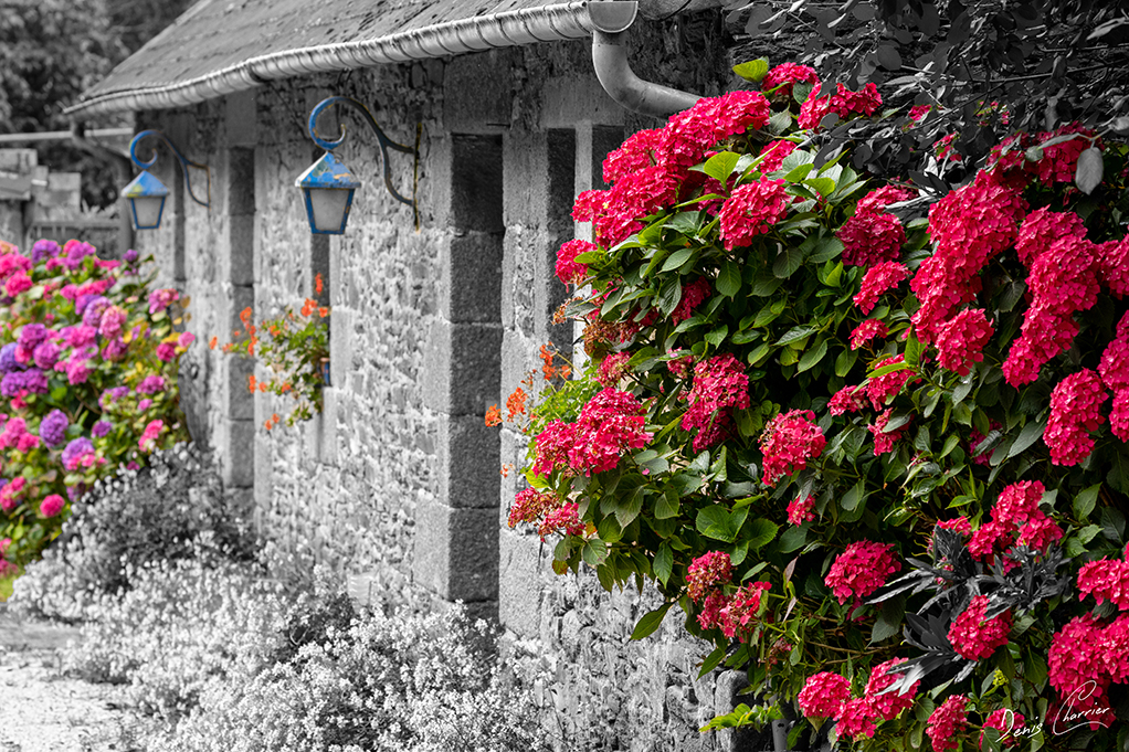 Maison bretonne typique avec hortensias rouge Finistère Nord