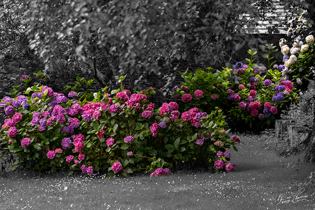 Groupe d'hortensias violet
