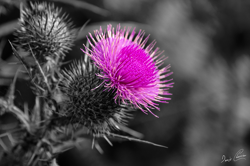 Fleur de chardon violette