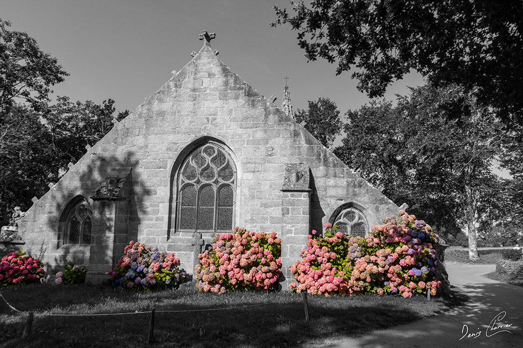 Chapelle avec groupe d'hortensias roses Finistère Sud