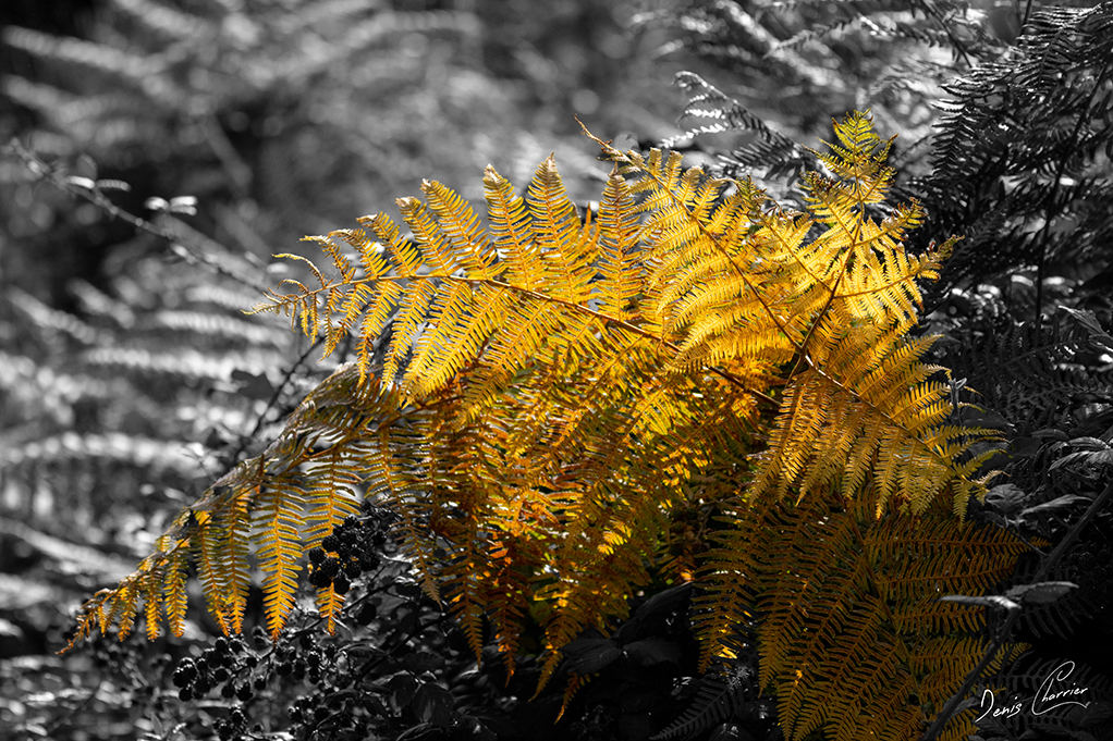 Bouquet de fougères au couleur doré