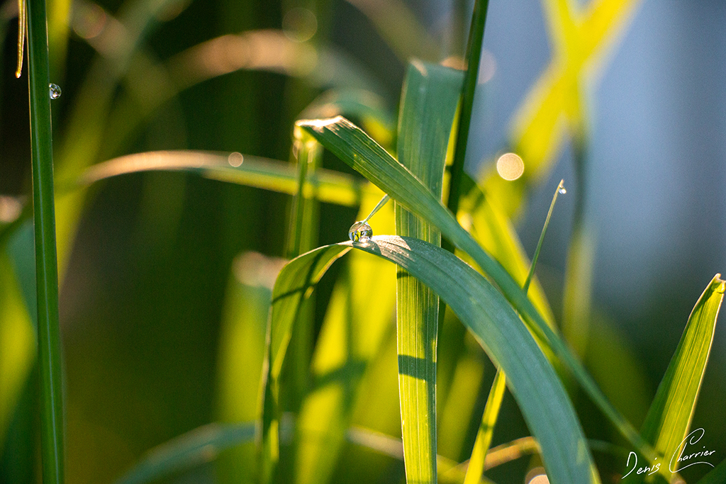 Goutte d'eau sur un brin d'herbe