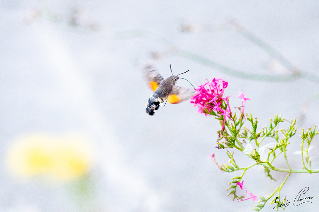 Papillon Sphinx colibri