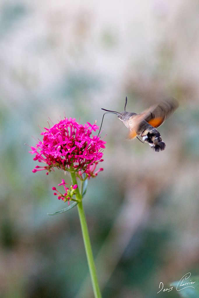 Papillon Sphinx colibri