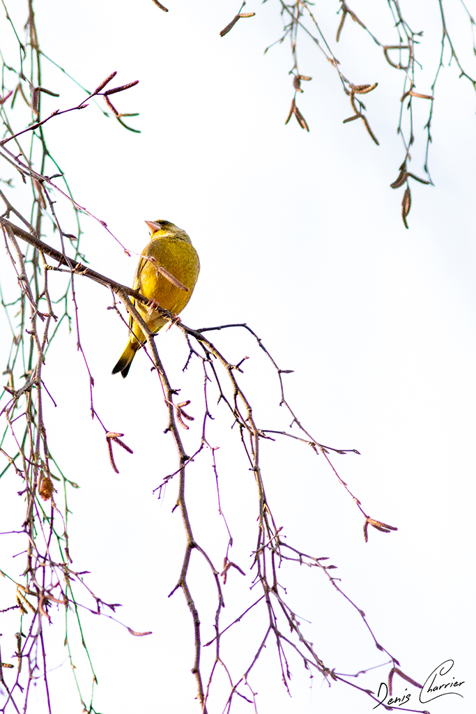 Verdier d'Europe male