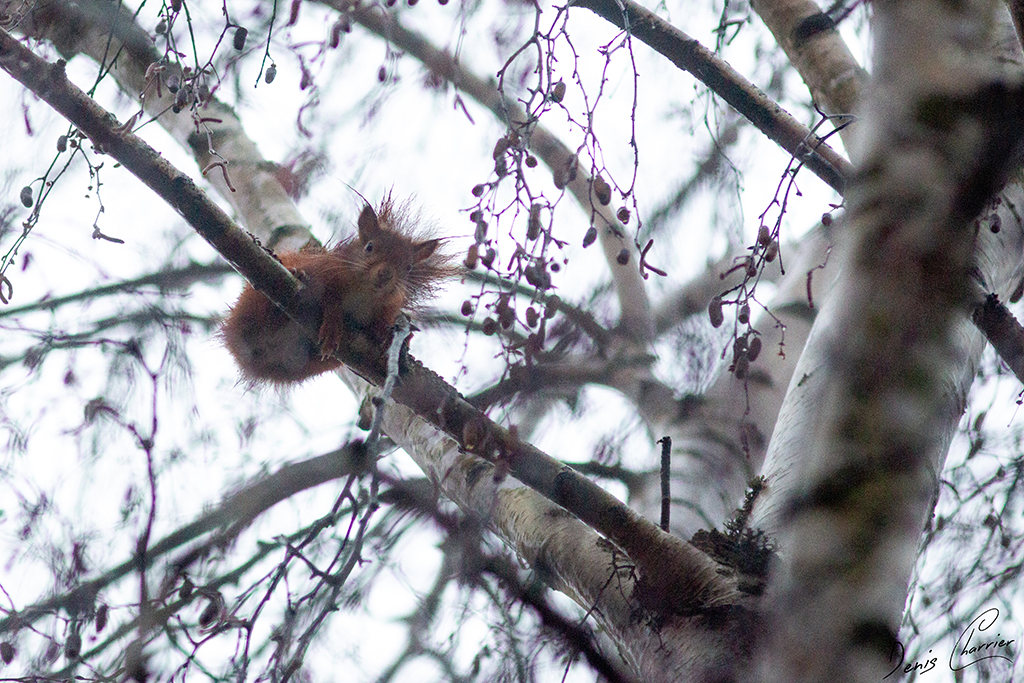 Petit écureuil roux sur une branche