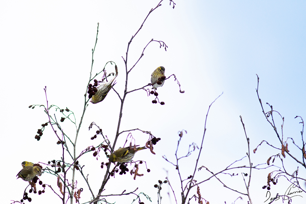 Groupe de Tarin des Aulnes