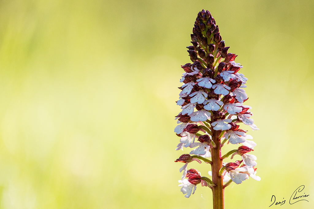 Orchis pourpre