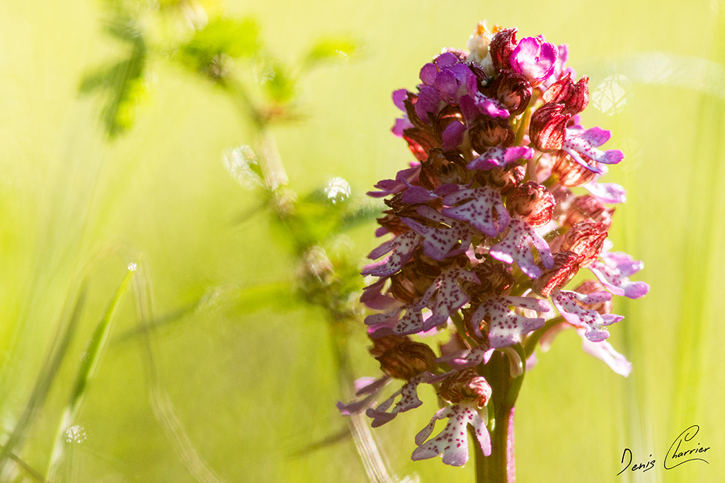 Orchis pourpre