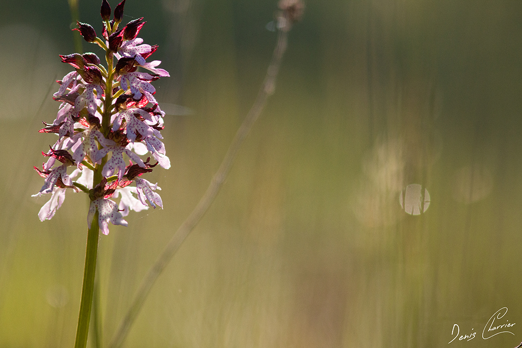 Orchis pourpre