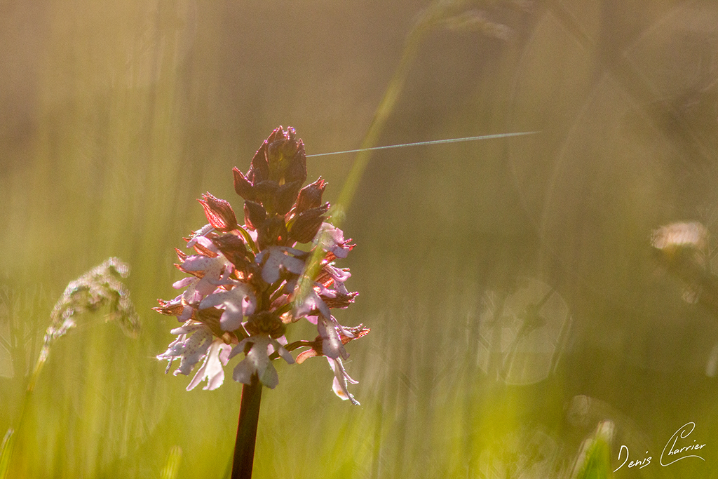 Orchis pourpre