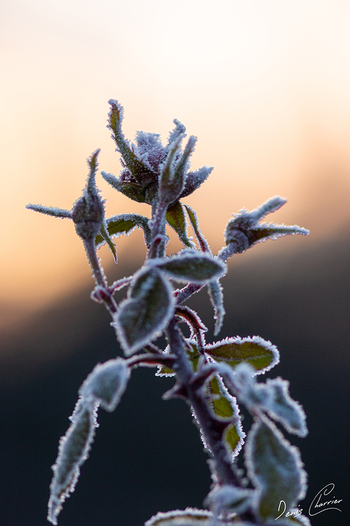 Boutons de rose recouvert de givre
