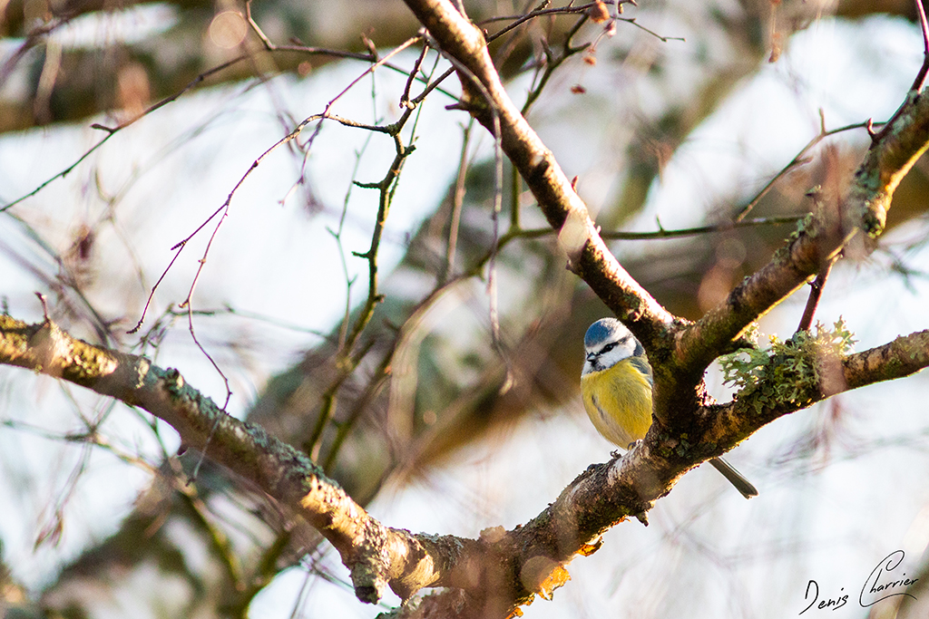 Mésange bleue