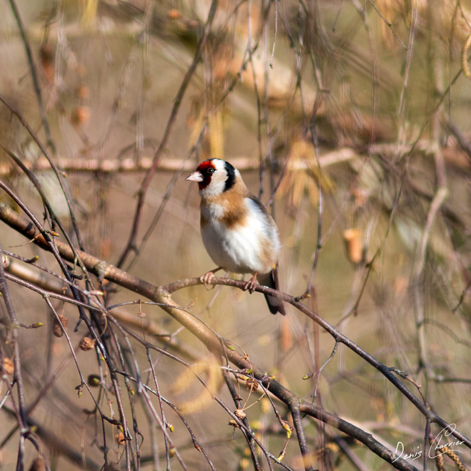 Chardonneret élégant