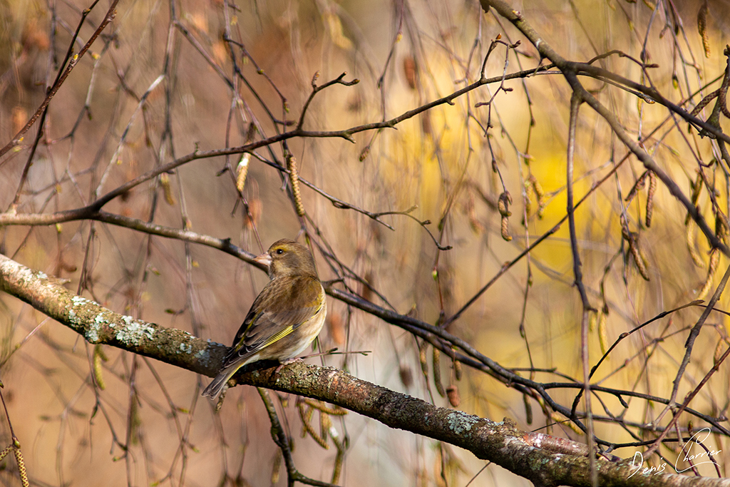 Verdier d'Europe femelle