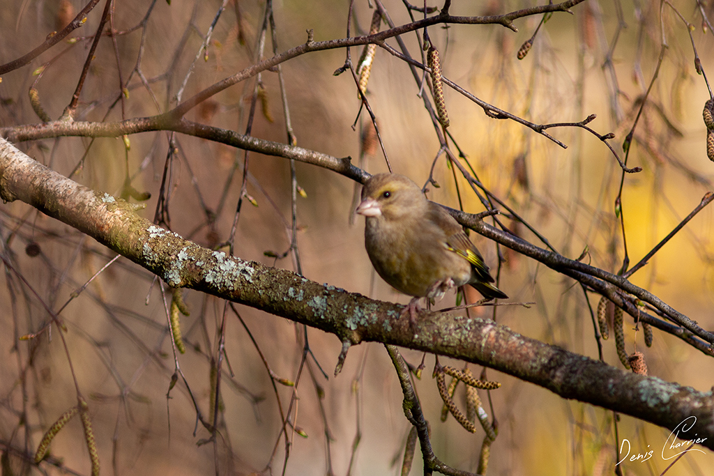 Verdier d'Europe femelle