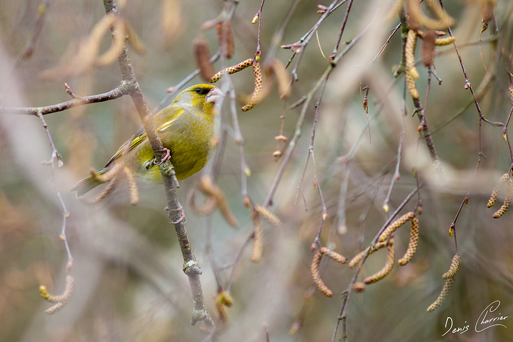 Verdier d'Europe mâle