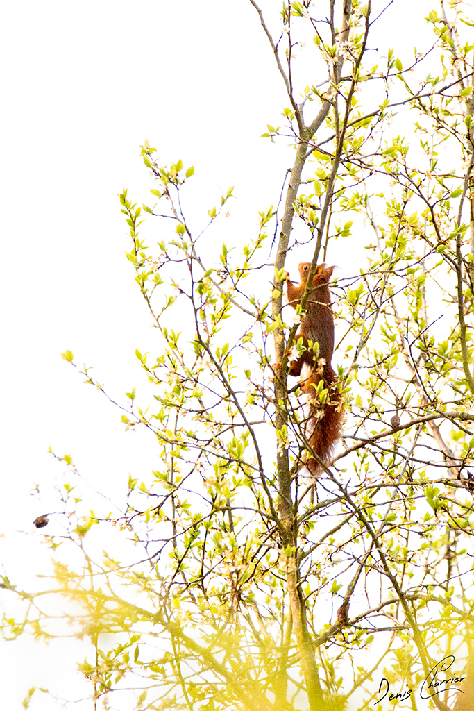 Ecureuil roux