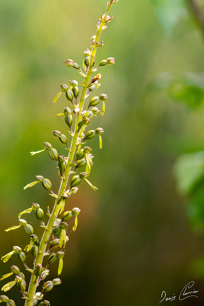 Listère à feuilles ovales (orchidée sauvage)